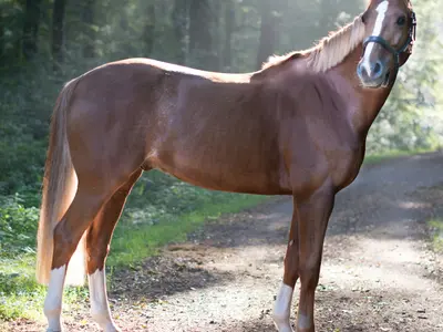 Foxhunter's Pride