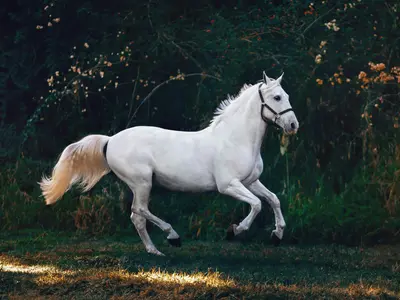 Excalibur