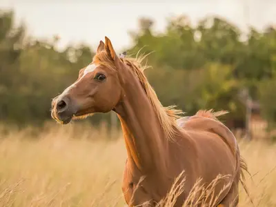 Kalahari